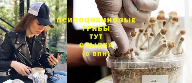 Псилоцибиновые грибы Psilocybine cubensis  Байкальск 